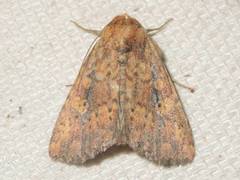 Perigea xanthioides