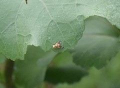 Zonosemata vittigera