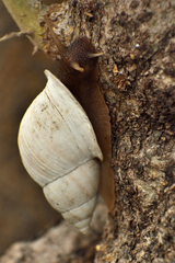 Drymaeus dombeyanus