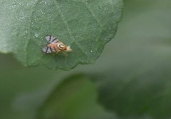 Zonosemata vittigera