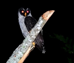 Strix nigrolineata