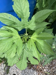 Ambrosia trifida