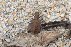 Opisthius richardsoni