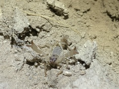 Anuroctonus phaiodactylus