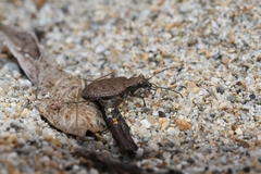 Opisthius richardsoni