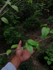 Xylosma flexuosa
