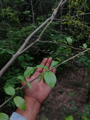 Xylosma flexuosa