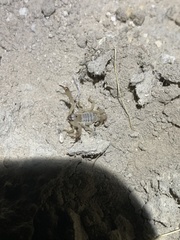 Anuroctonus phaiodactylus