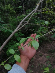 Xylosma flexuosa