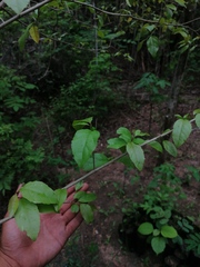 Xylosma flexuosa