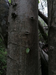 Xylosma flexuosa