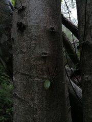 Xylosma flexuosa