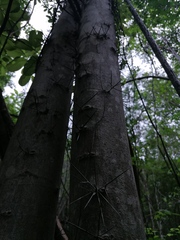 Xylosma flexuosa