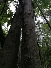 Xylosma flexuosa