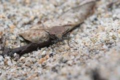 Opisthius richardsoni