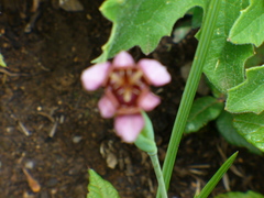 Tigridia multiflora