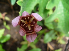 Tigridia multiflora