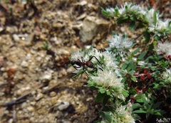 Camponotus cruentatus