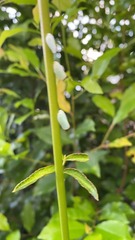 Ormenoides