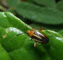 Horciasinus signoreti