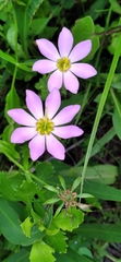 Sabatia calycina