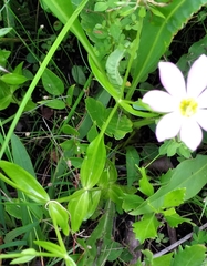 Sabatia calycina