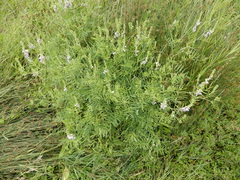 Galega