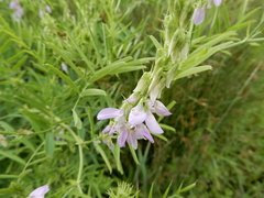 Galega