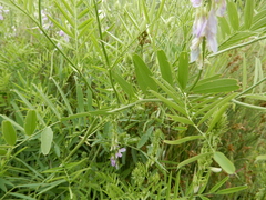 Galega