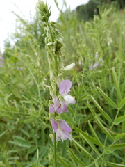 Galega