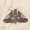 Eyed Baileya Moth - Photo (c) Anna Bennett, some rights reserved (CC BY-NC), uploaded by Anna Bennett