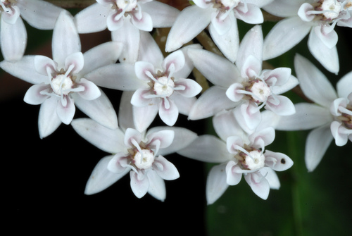Asclepias perennis