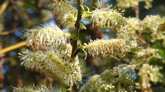 Salix paradoxa