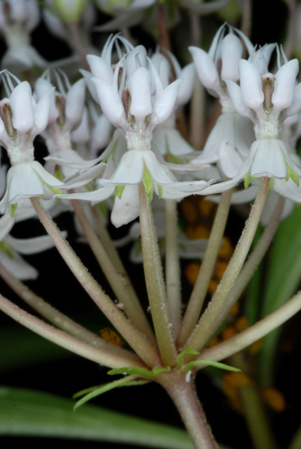 Asclepias perennis