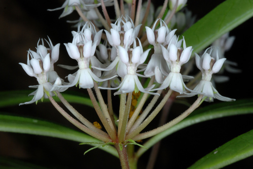 Asclepias perennis