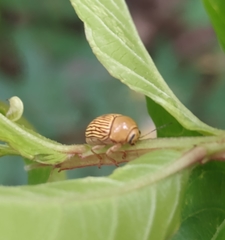 Cryptocephalus umbonatus