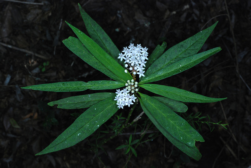 Asclepias perennis