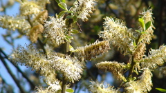 Salix paradoxa
