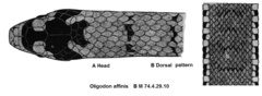 Kukri Snake photo 1
