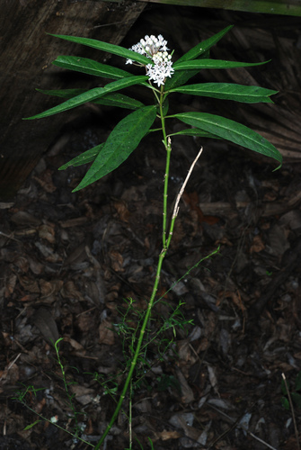 Asclepias perennis