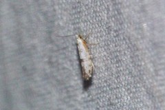 Argyresthia thuiella