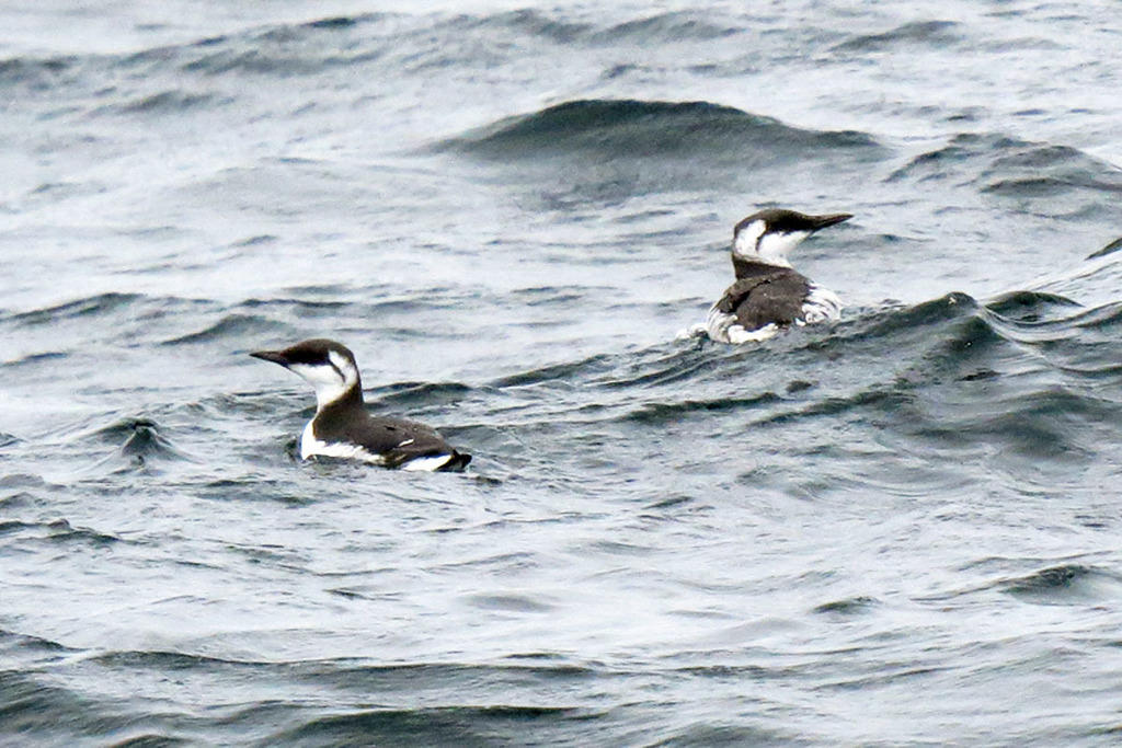 California Murre