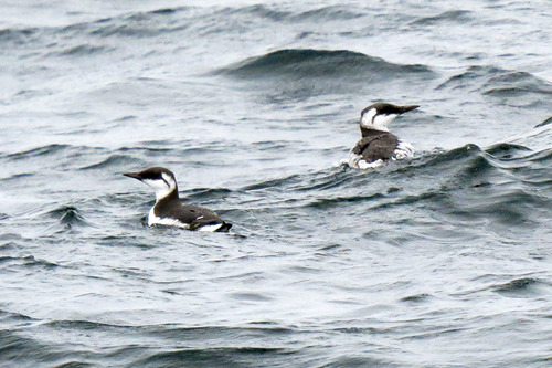 California Murre