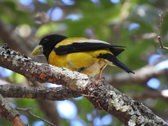 Coccothraustes abeillei