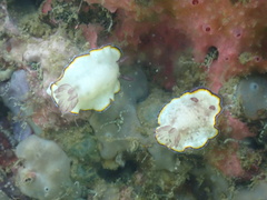 Goniobranchus sinensis