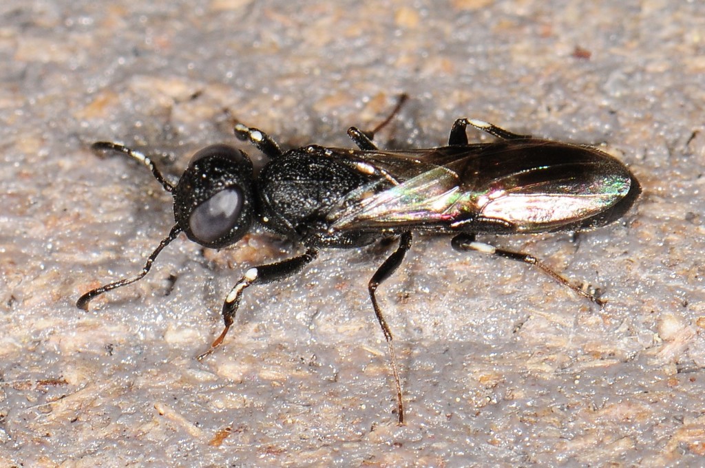 Parasitoid Wood Wasps
