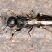 Parasitoid Wood Wasps - Photo (c) Jason M Crockwell, some rights reserved (CC BY-NC-ND), uploaded by Jason M Crockwell