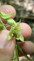 Epipactis krymmontana