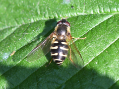 Dasysyrphus neovenustus