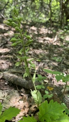 Epipactis krymmontana